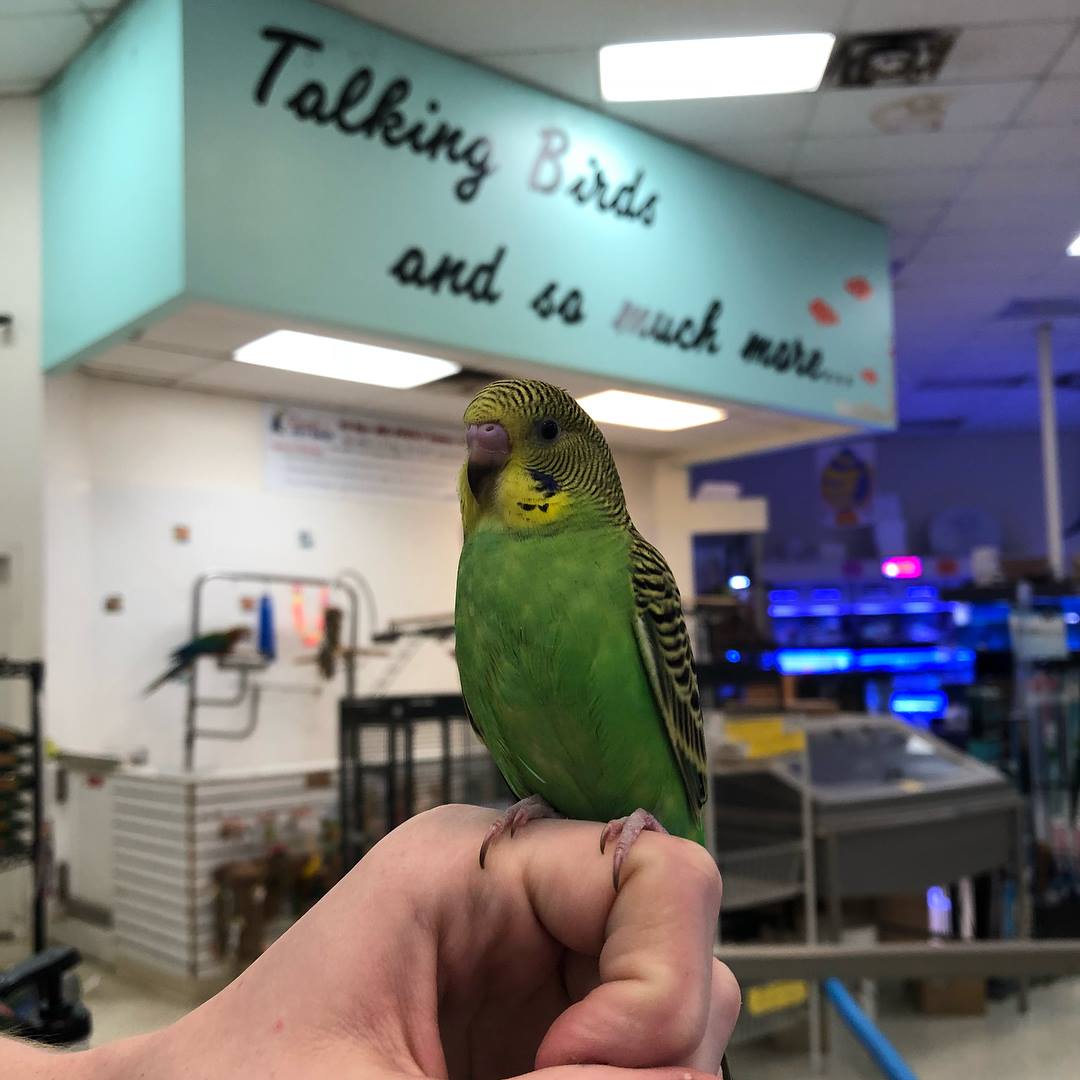 Birds Sandy's Pet Shop